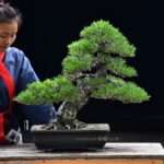 บอนไซ ID594 :Japanese Black Pine