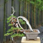 บอนไซ 604: สน Shimpaku