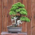 บอนไซ 612: สน Shimpaku