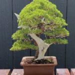 บอนไซ 611: สน Shimpaku