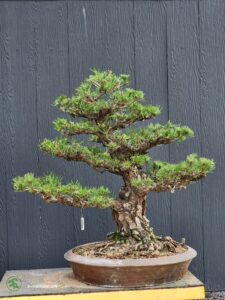บอนไซ ID616: Japanese Black Pine - Image 2