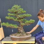 บอนไซ ID616: Japanese Black Pine