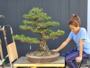 บอนไซ ID616: Japanese Black Pine