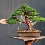 บอนไซ 623: สน Shimpaku