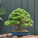 บอนไซ 624: สน Hinoki