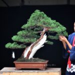 บอนไซ 625: สน Shimpaku