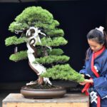 บอนไซ 626: สน Shimpaku