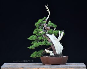 บอนไซ 627: สน Shimpaku - Image 2