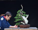 บอนไซ 627: สน Shimpaku