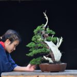 บอนไซ 627: สน Shimpaku