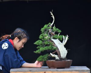 บอนไซ 627: สน Shimpaku