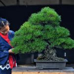 บอนไซ ID628: Japanese Black Pine
