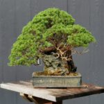 บอนไซ 629: สน Shimpaku