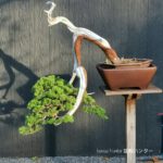 บอนไซ 638: สน Shimpaku