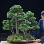 Master Class 640: สน Hinoki by Master Kenji Oshima