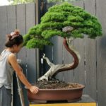 บอนไซ 631: สน Shimpaku