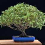 บอนไซ 632: สน Hinoki