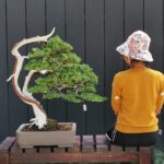 บอนไซ 633: สน Shimpaku