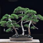 บอนไซ 634: สนShimpaku Forest Style