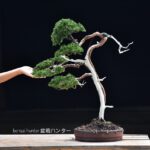 บอนไซ 635: สน​Shimpaku Bunjin Style