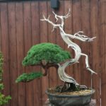 บอนไซ 636: สน Shimpaku