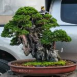 Master Class 637: สน Shimpaku by Master Kimura