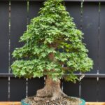 บอนไซ ID668: Kaede Maple