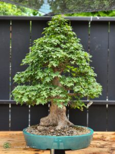 บอนไซ ID668: Kaede Maple