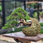 บอนไซ ID657: สน Shimpaku