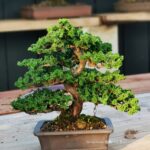 บอนไซ ID670: Sekka Hinoki