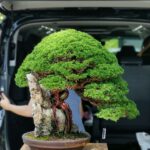 บอนไซ 643: สน Shimpaku