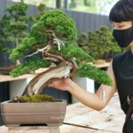 บอนไซ 644: สน Shimpaku