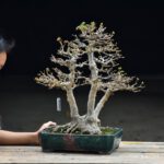 บอนไซ ID651: Kaede Maple