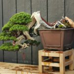 บอนไซ 645: สน Shimpaku