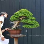 บอนไซ 646: สน Shimpaku