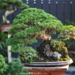 บอนไซ 647: สน Shimpaku