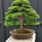 บอนไซ 648: สน Hinoki