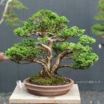 บอนไซ 660: สน Hinoki (Twin trunk)