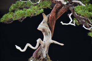 บอนไซ ID664: สน Itoigawa Shimpaku - Image 3