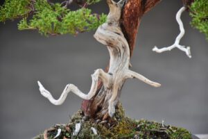 บอนไซ ID664: สน Itoigawa Shimpaku - Image 2