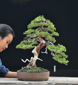 บอนไซ ID664: สน Itoigawa Shimpaku - Image 4