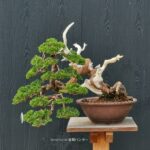 บอนไซ ID671: สน Shimpaku