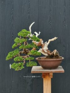 บอนไซ ID671: สน Shimpaku