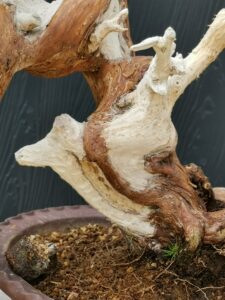 บอนไซ ID671: สน Shimpaku - Image 5