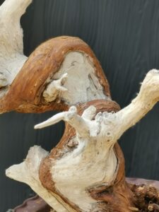 บอนไซ ID671: สน Shimpaku - Image 4