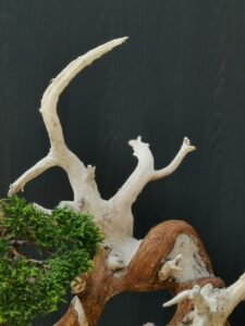 บอนไซ ID671: สน Shimpaku - Image 3