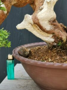 บอนไซ ID671: สน Shimpaku - Image 2