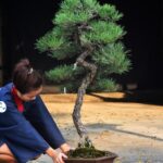บอนไซ ID690: สน Japanese Black Pine