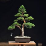 บอนไซ ID684: สน Itoigawa Shimpaku - Image 2