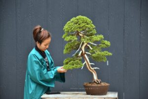 บอนไซ ID686: สน Shimpaku